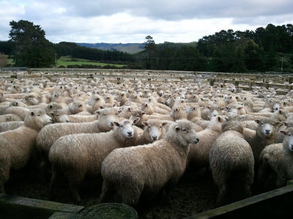 نتيجة بحث الصور عن ‪sheep cattle‬‏